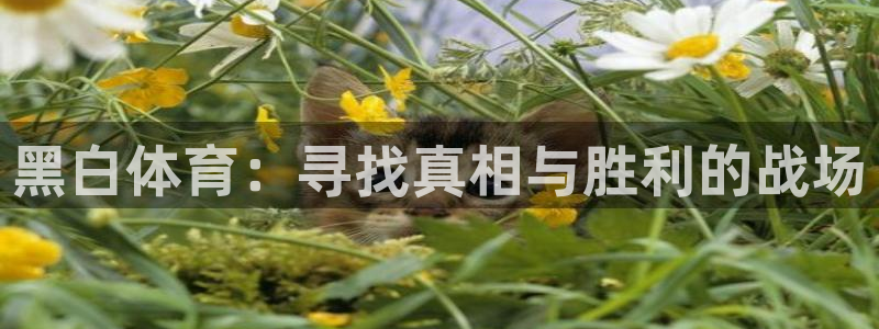 黑白体育：寻找真相与胜利的战场