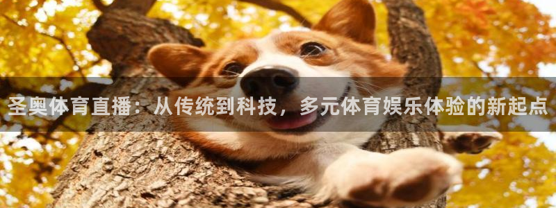 圣奥体育直播：从传统到科技，多元体育娱乐体验的新起点