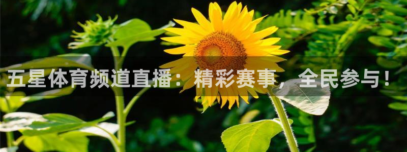 五星体育频道直播：精彩赛事，全民参与！