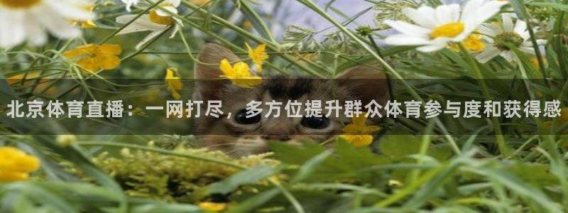 北京体育直播：一网打尽，多方位提升群众体育参与度和获得感